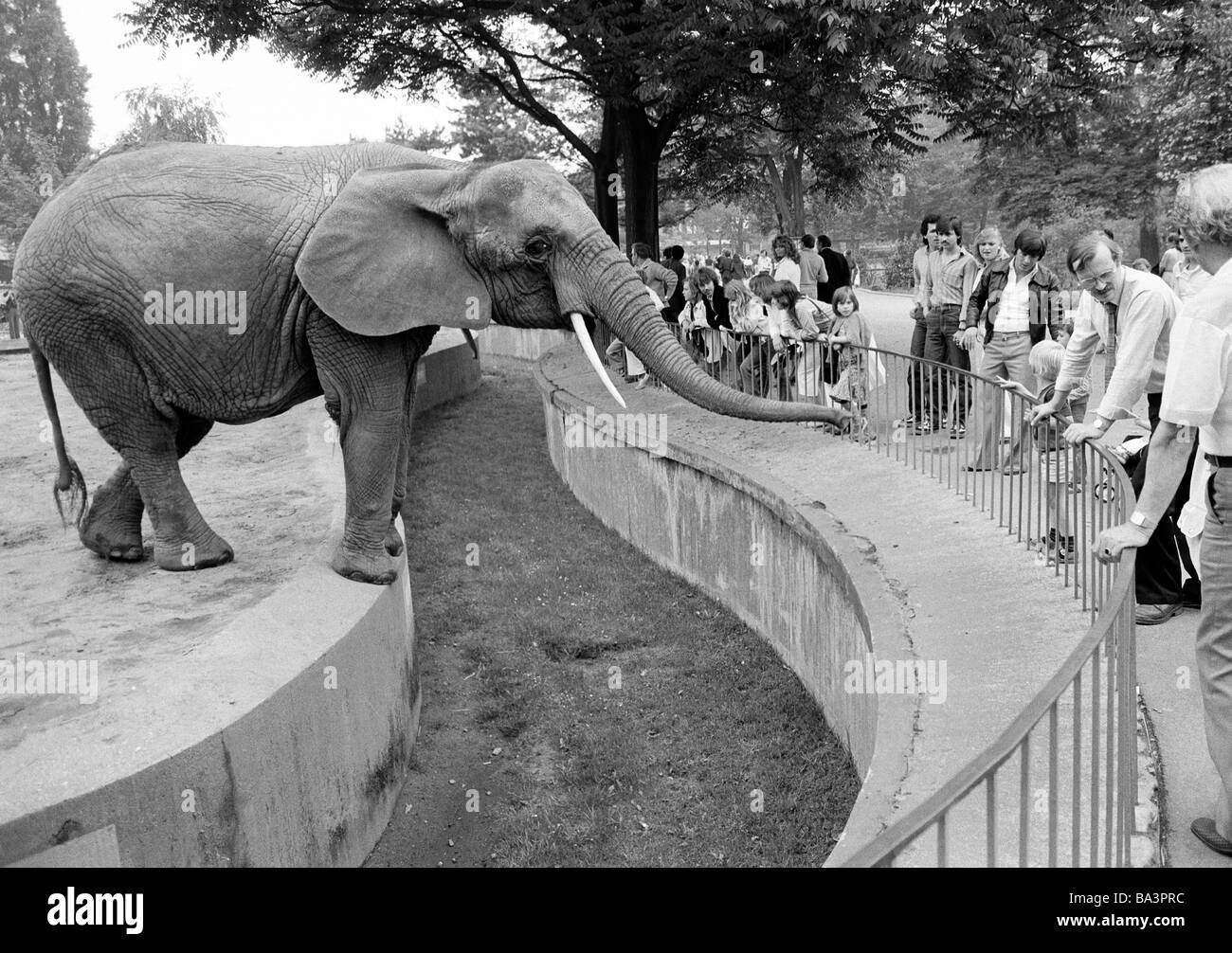Années 1980, photo en noir et blanc, de l'homme et des animaux, l'éléphant dans le zoo de Duisburg étend sa malle pour obtenir de la nourriture des visiteurs, l'éléphant et visitants sont séparés par un large fossé, l'éléphant d'Afrique, Loxodonta africana, D-Duisburg, du Rhin, de la Ruhr, Rhénanie du Nord-Westphalie Banque D'Images