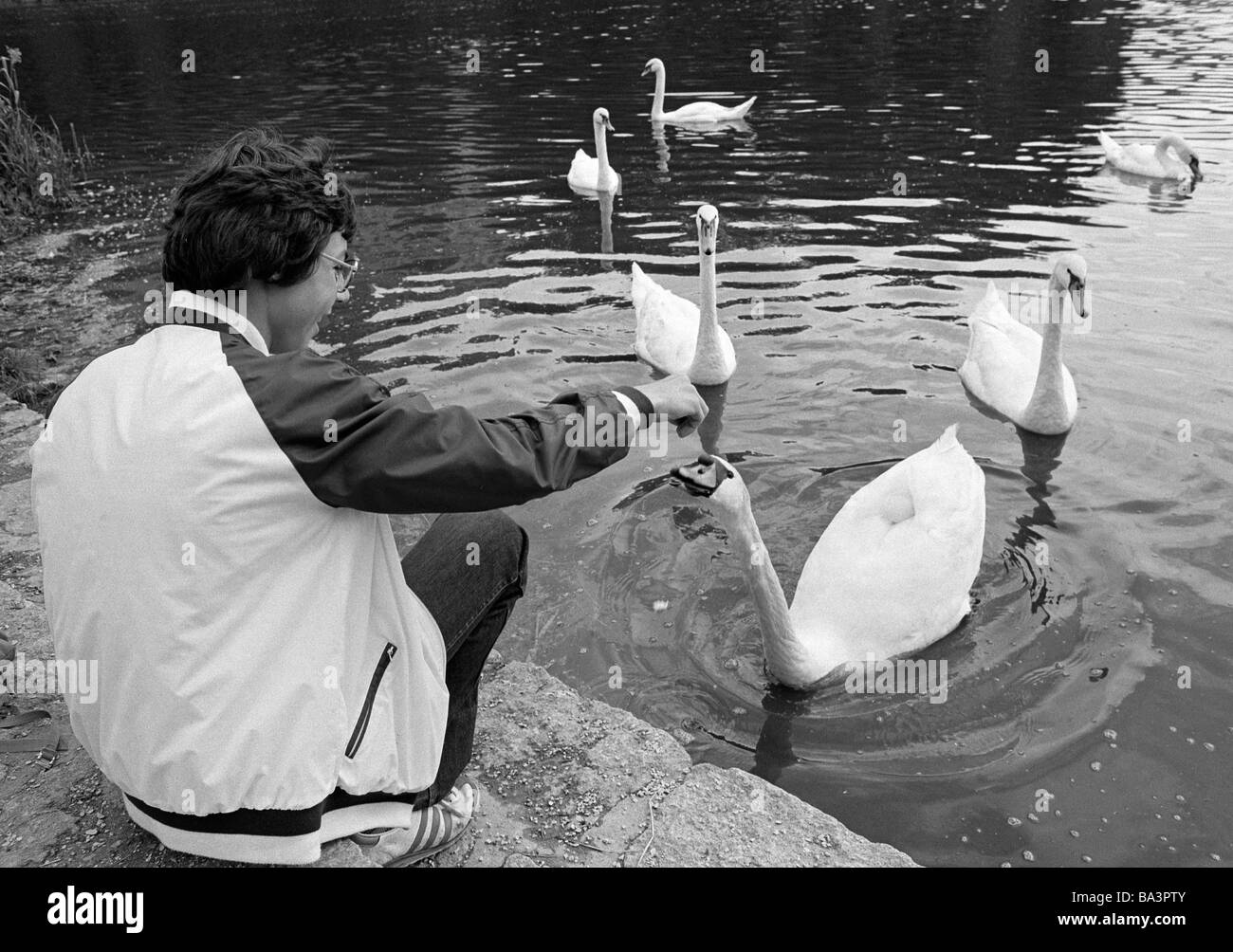 Années 1980, photo en noir et blanc, humaine et animale, boy rss cygnes sur un lac, âgés de 14 à 17 ans, cygne muet, Cygnus olor Banque D'Images