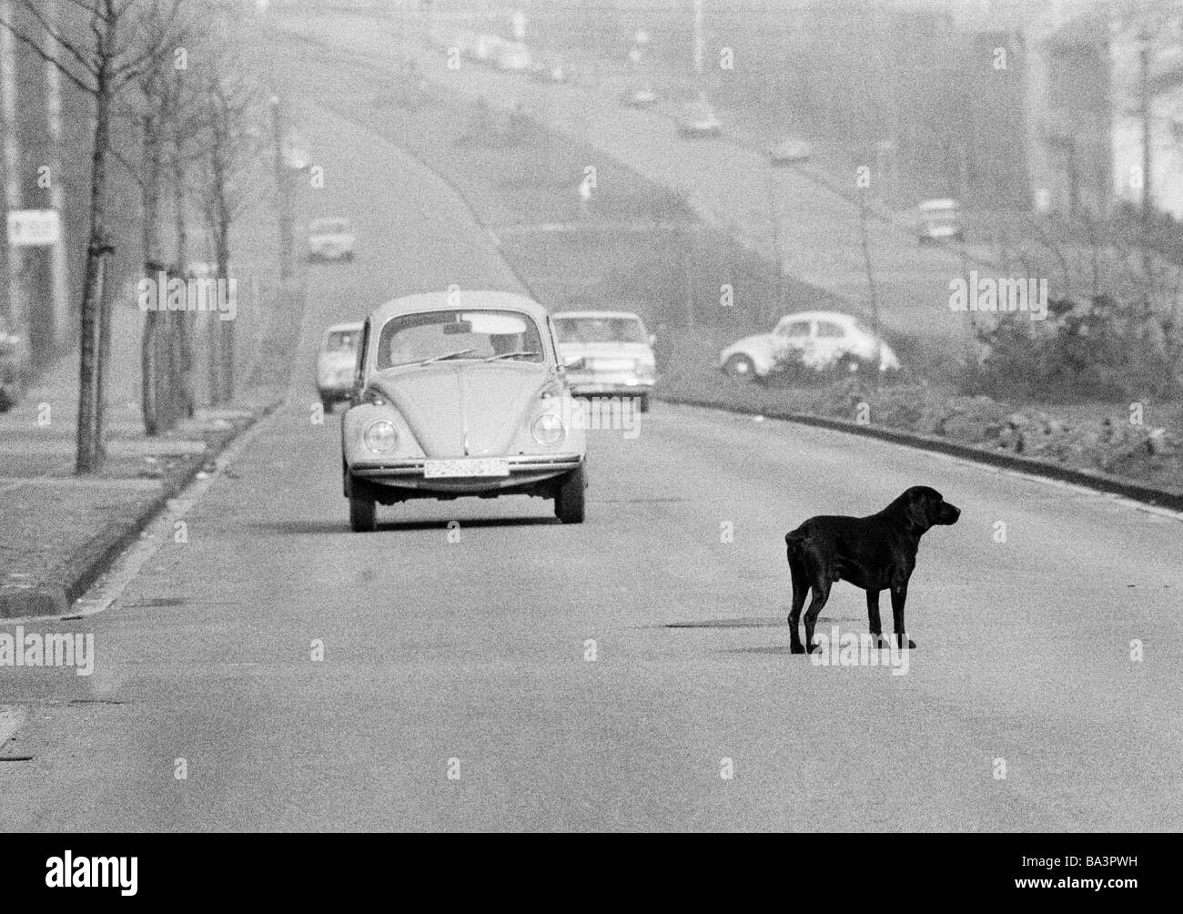 Années 70, photo en noir et blanc, de l'homme et des animaux, le chien se dresse au milieu d'une voie de circulation, les voitures s'approche plus près, D-Bottrop, Ruhr, Rhénanie du Nord-Westphalie Banque D'Images