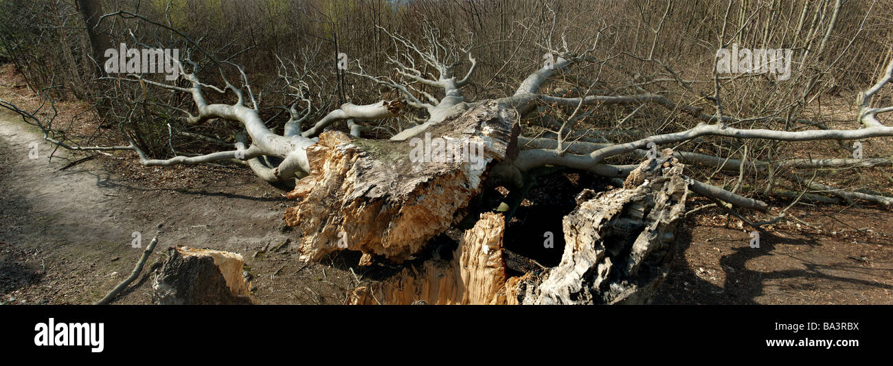 Tombée de beech tree déposant au travers un chemin forestiers au printemps pourrait bien sont morts de vieillesse Banque D'Images