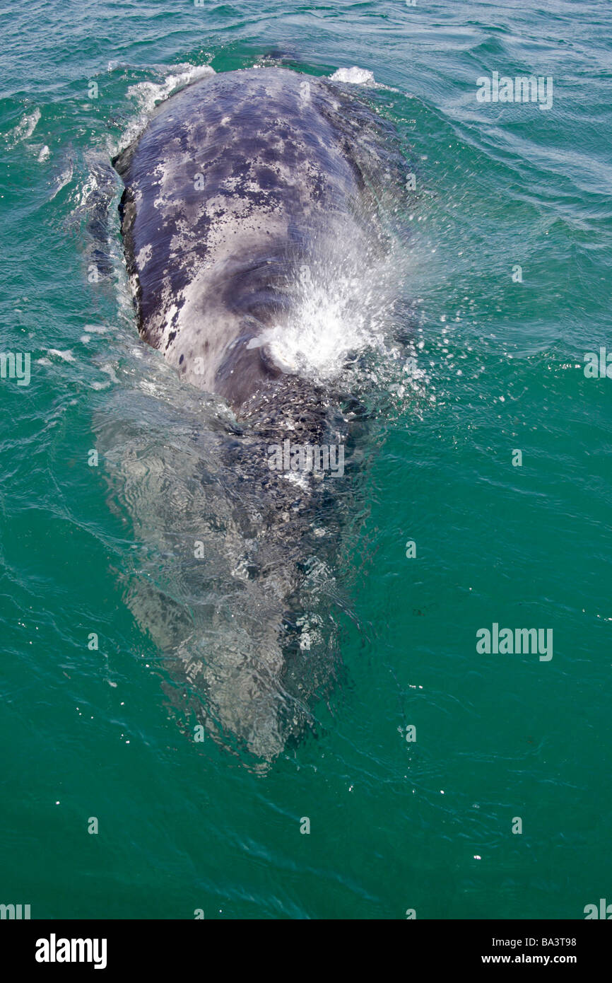 Veau de la baleine grise Banque D'Images