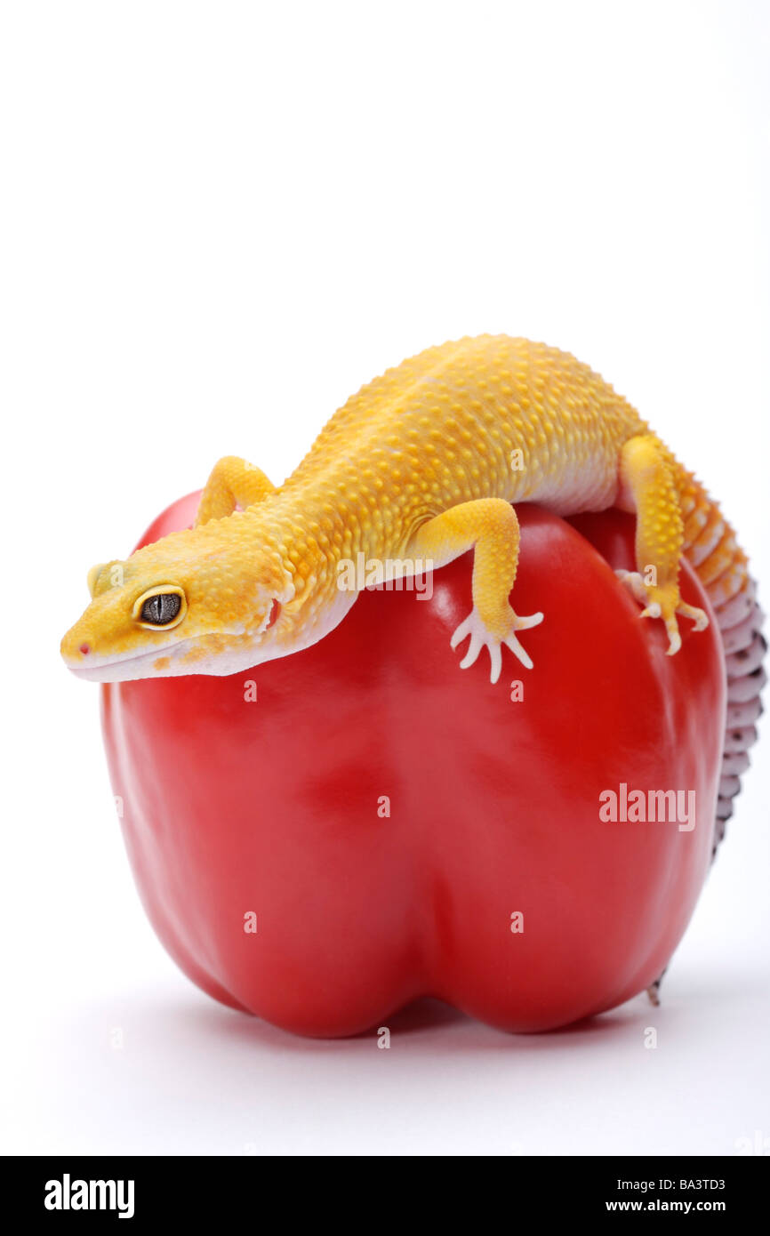 Gecko léopard sur red bell pepper against white background close up Banque D'Images