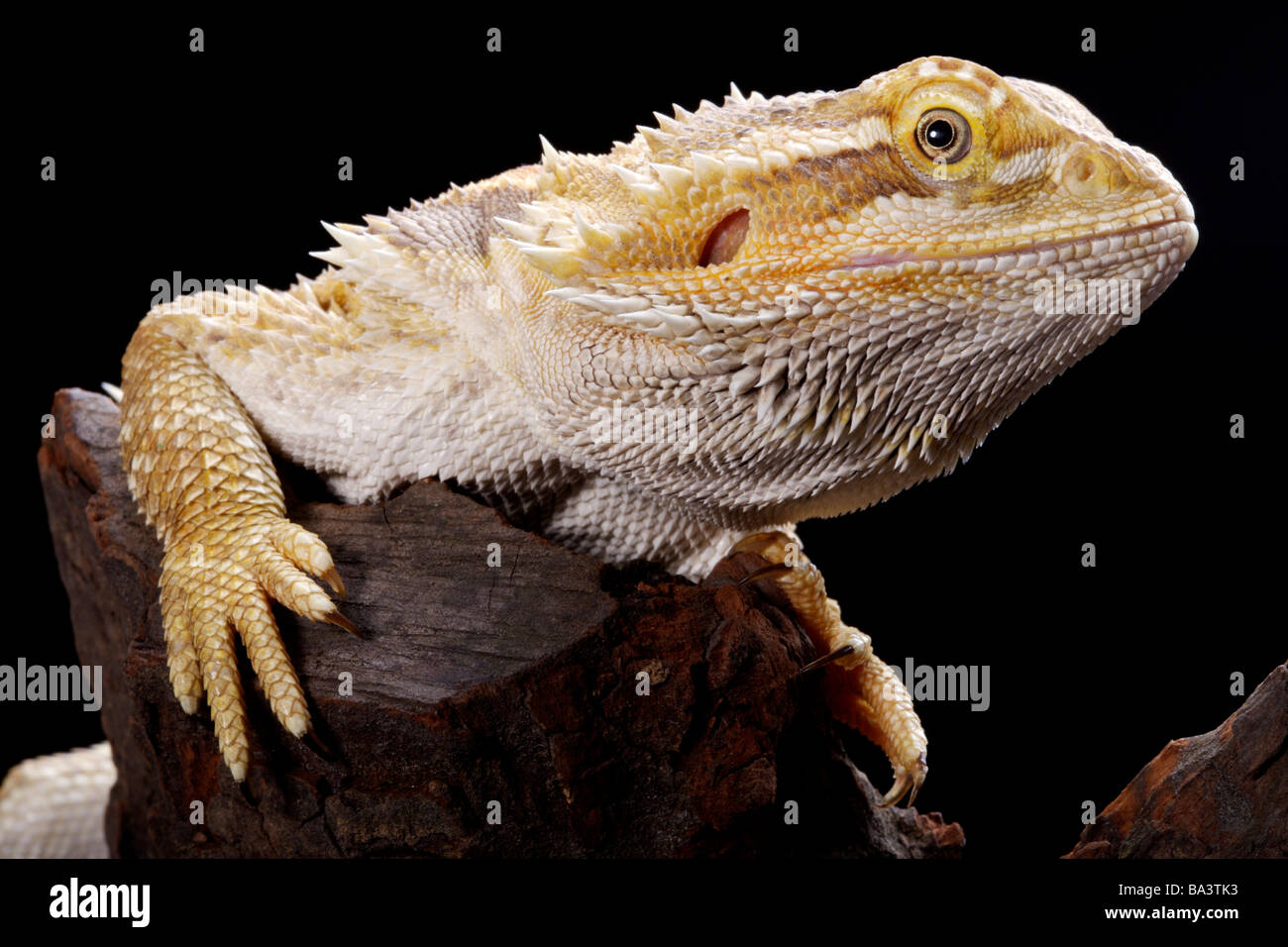 Lizard Pogona Barbata sur moignon close up Banque D'Images