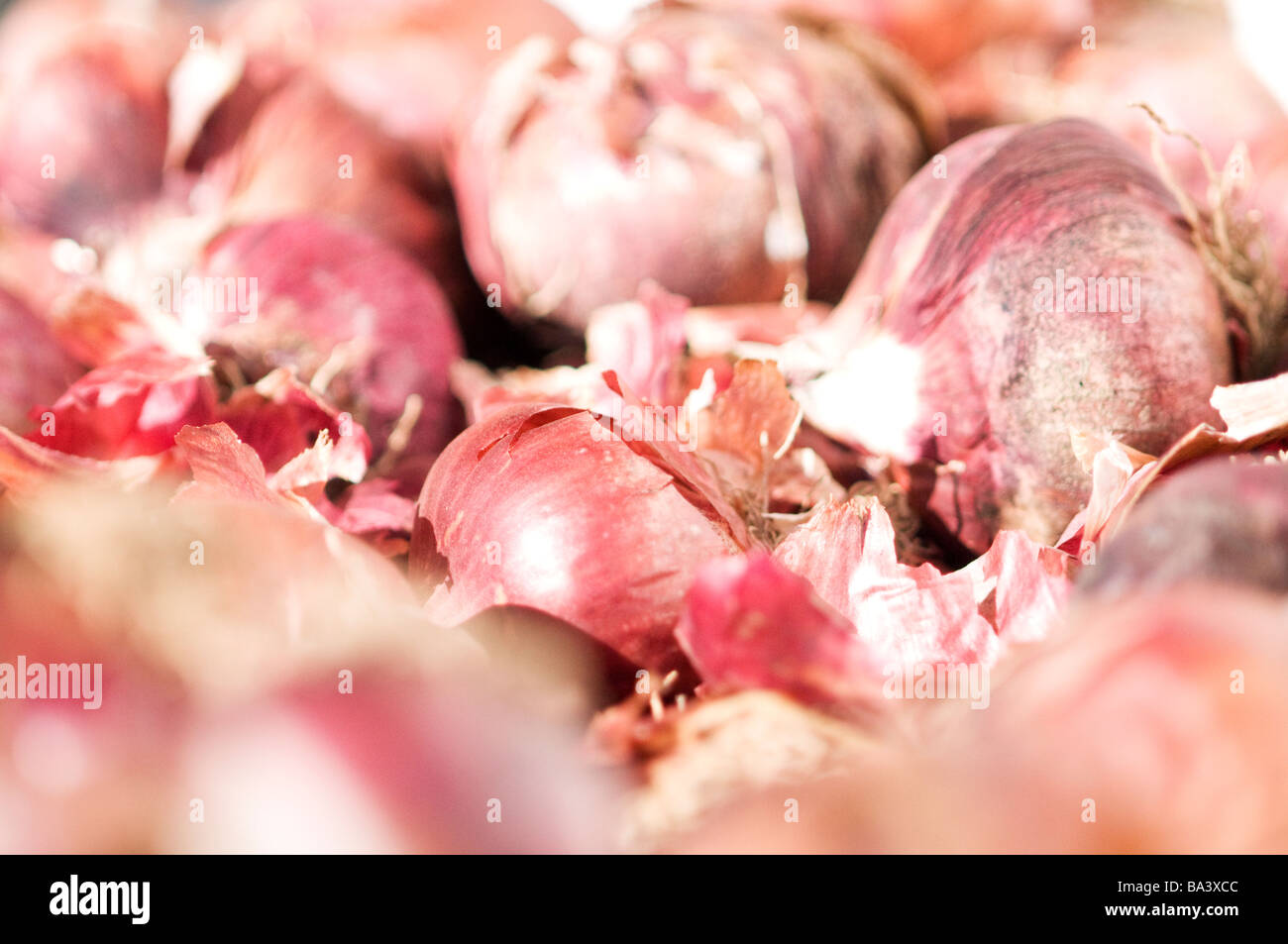 Oignons rouges prêt à vendre à Santa Ynez, en Californie. Banque D'Images