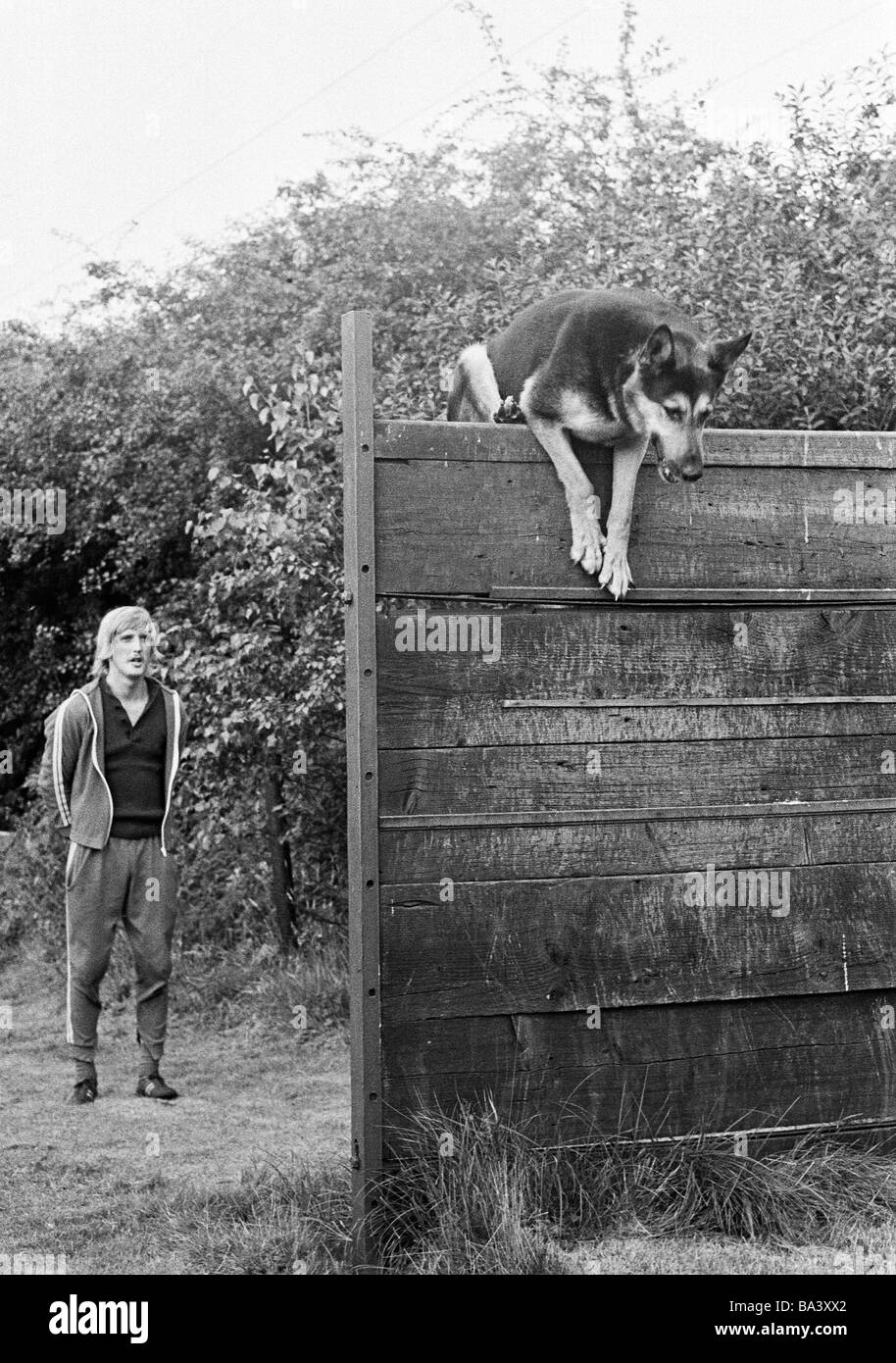 Années 70, photo en noir et blanc, des sports, de l'homme et des animaux, chiens de sport, Championnat Local 1972 pour les chiens de travail, formateur spures sur son berger qui saute par-dessus une haute clôture en bois, l'homme, âgé de 20 à 30 ans, D-Bottrop, Ruhr, Rhénanie du Nord-Westphalie Banque D'Images
