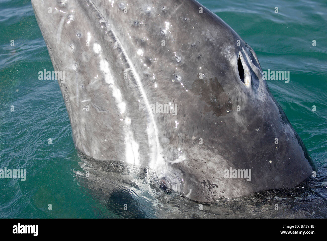 Baleine veau avec blow hole Banque D'Images