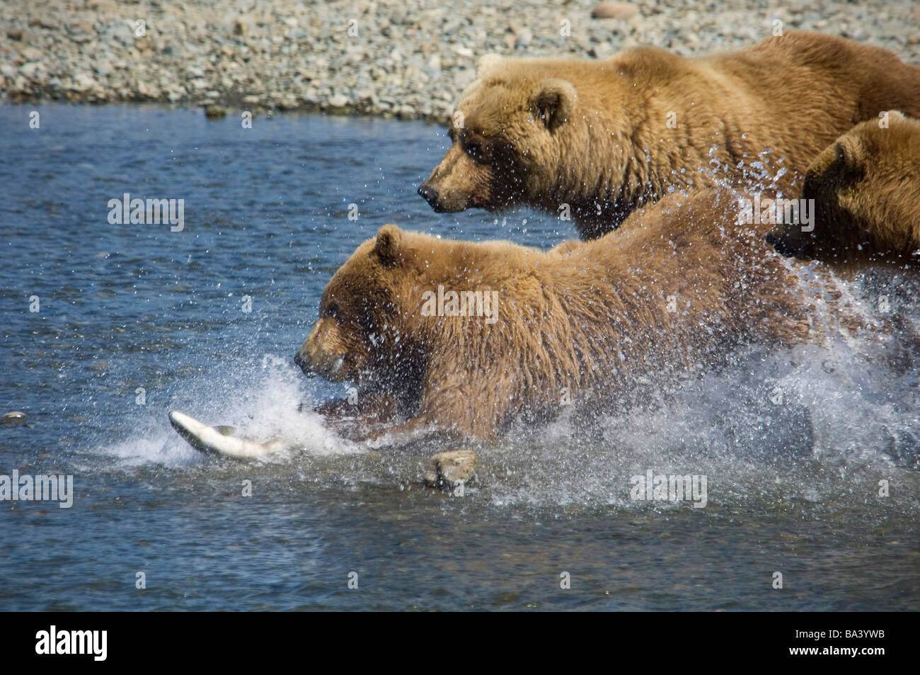 Mère Ours brun et ses petits chase Saumon à Mikfik Creek en été au sud-ouest de l'Alaska. Banque D'Images