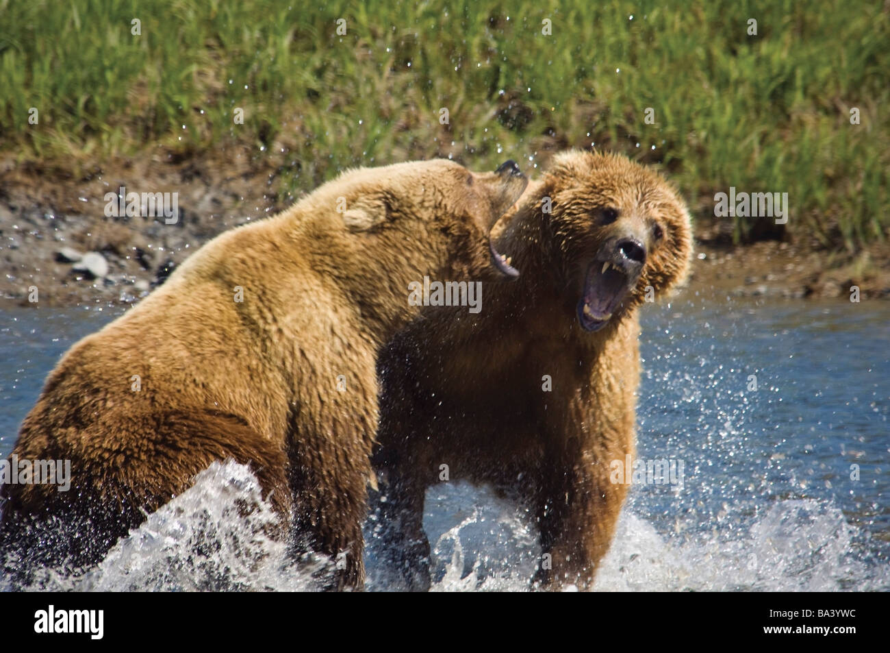 Deux ours bruns lutte sur le saumon à Mikfik Creek en été au sud-ouest de l'Alaska. Banque D'Images