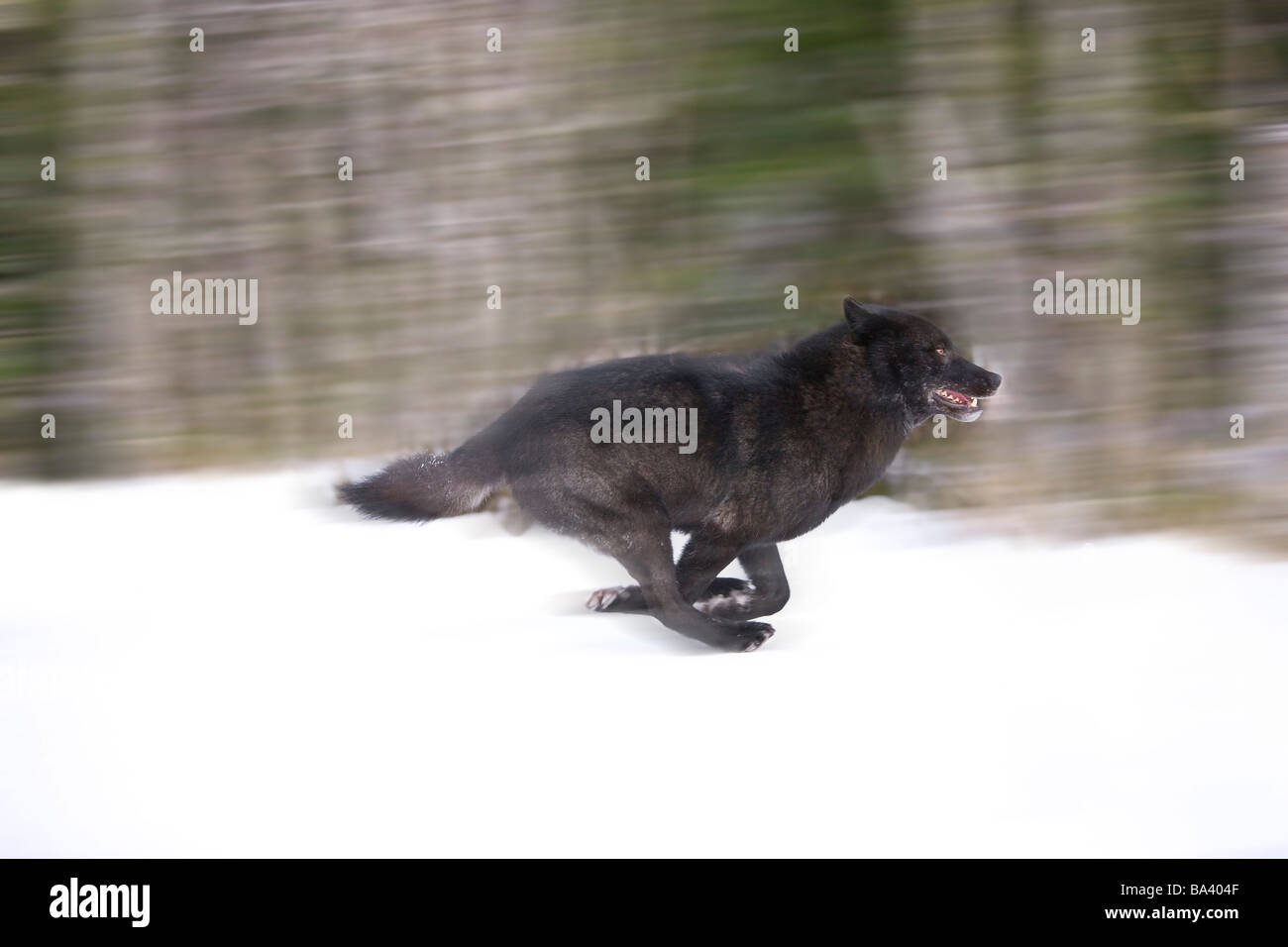 Blurred motion view d'un loup dans la phase *black* dans la forêt nationale de Tongass, sud-est, de l'Alaska en hiver Banque D'Images