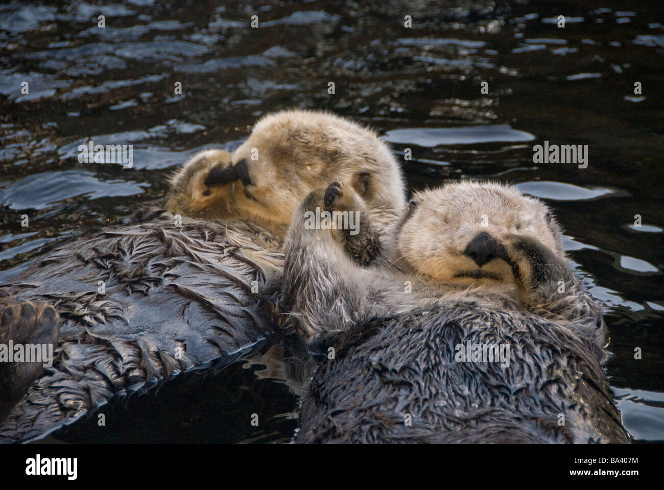 Les loutres de mer deux captifs holding paws à Vancouver Aquarium de Vancouver, British Columbia Canada Prisonnier Banque D'Images