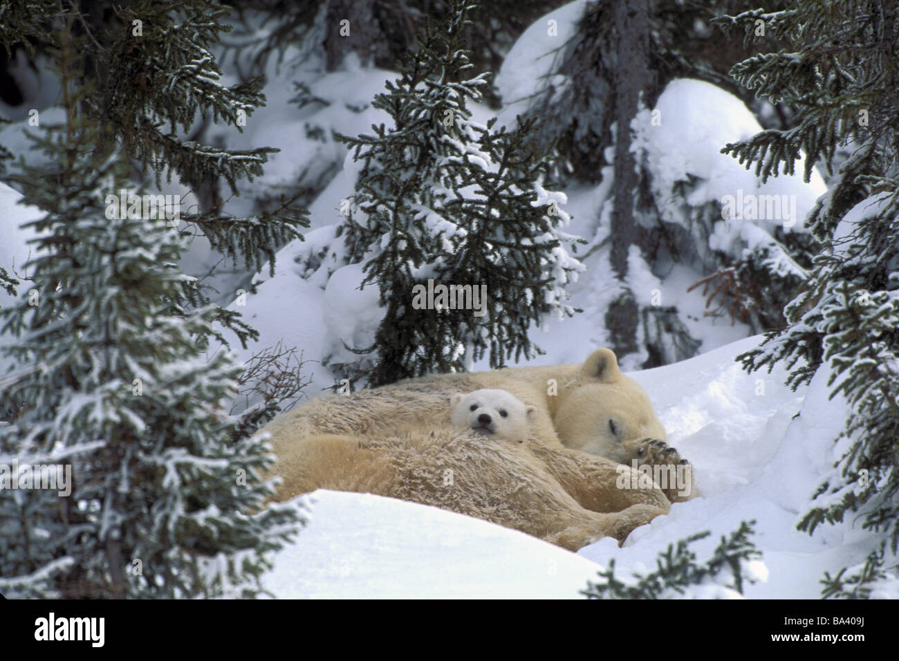 Mère Ours Blanc & louveteaux de câliner ensemble en forêt Printemps Canada Churchill Banque D'Images