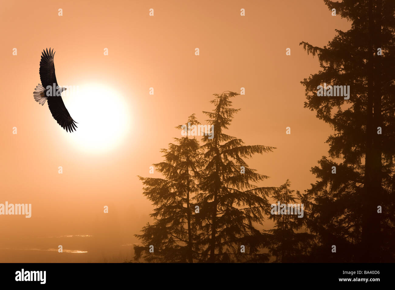 Pygargue à tête blanche plane au-dessus de la forêt nationale de Tongass comme soleil se lève sur un matin brumeux, en Alaska. Banque D'Images