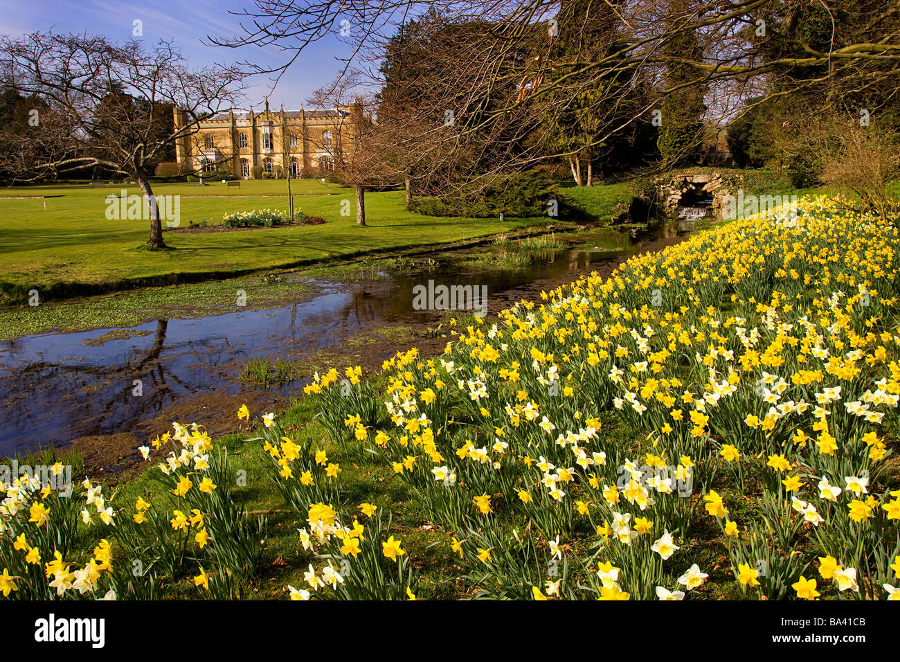 Missenden Abbey jonquilles printemps rivière misbourne buckinghamshire Banque D'Images