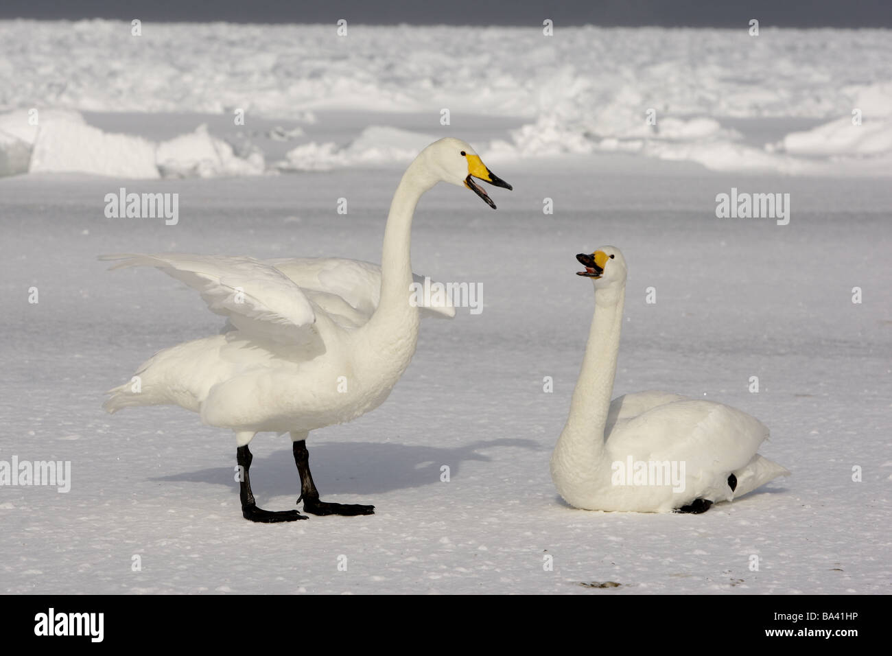 Cygne chanteur Cygnus cygnus paire afficher Japan winter Banque D'Images