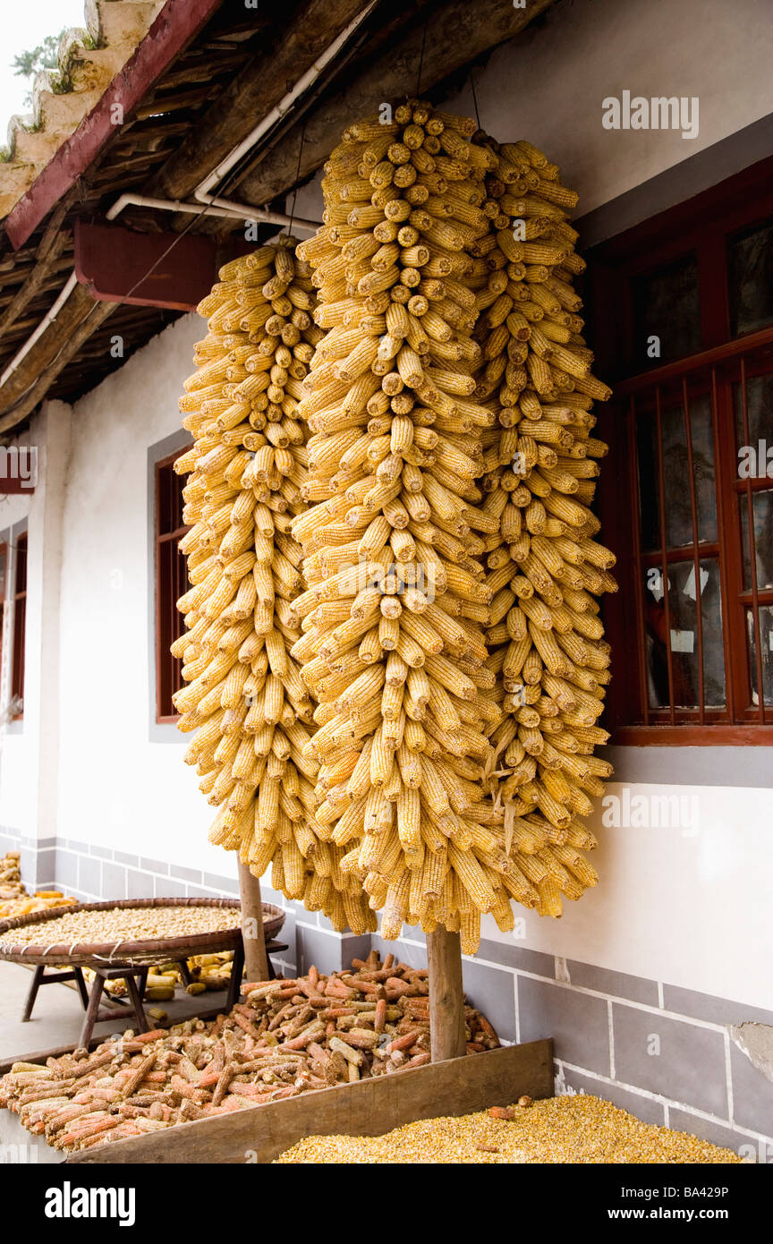 Corns en train de sécher dehors à l'extérieur chambre Banque D'Images