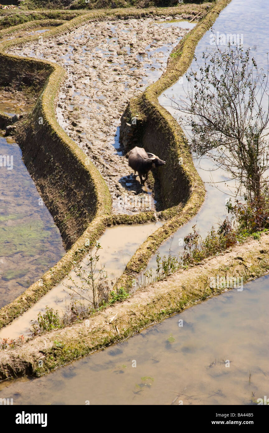 Chine Yunnan Yuanyang Buffalo rizières en terrasses Banque D'Images