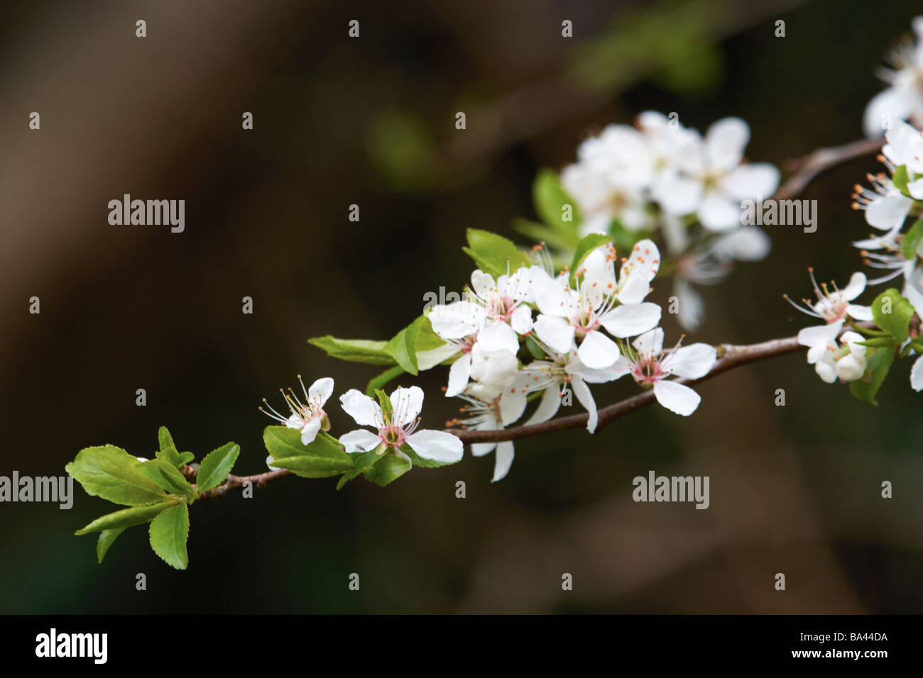 Prune prune sauvage,fleurs,fleurs,fruits sauvages indigènes,burgh castle,norfolk,gorleston Banque D'Images