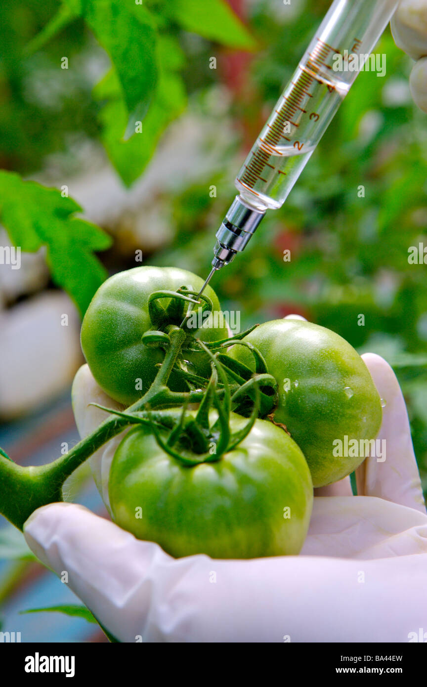 L'injection de technicien avec seringue sur les tomates non mûres Banque D'Images