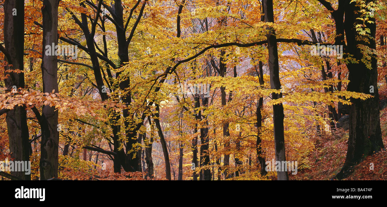 Bois-forêt automne détail automne-forêt forêt feuillage des arbres fruitiers hêtres Fagus spec. Feuilles d'automne feuilles d'automne Banque D'Images