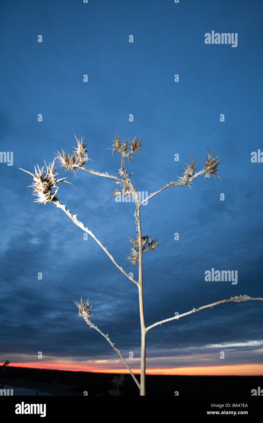 Marais de Doñana plante chardon ville de Denia province de Séville, communauté autonome d'andalousie le sud-ouest de l'Espagne Banque D'Images