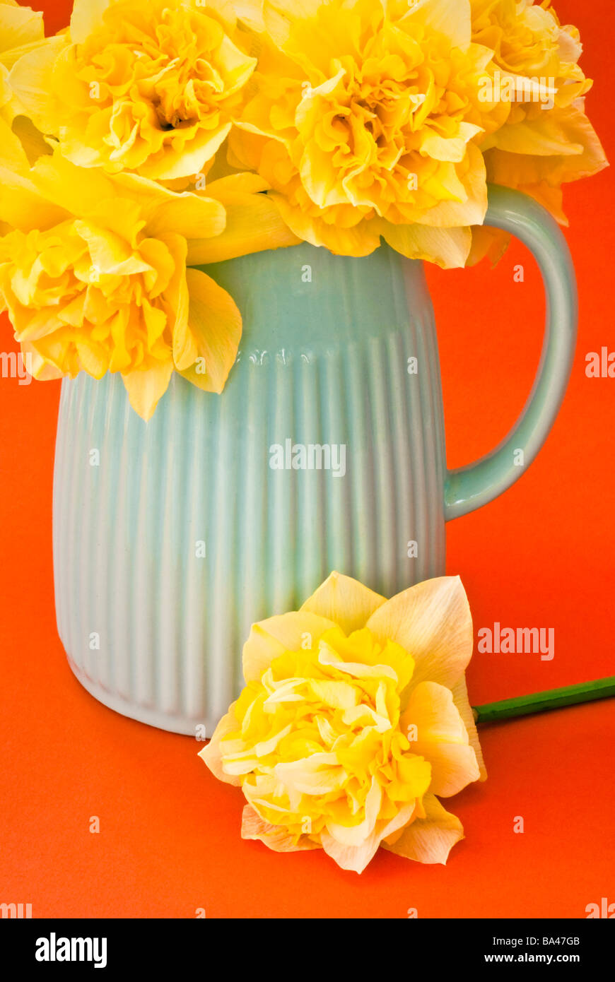 Arrangement des jonquilles jaune bleu pâle en pot sur fond orange clair Banque D'Images