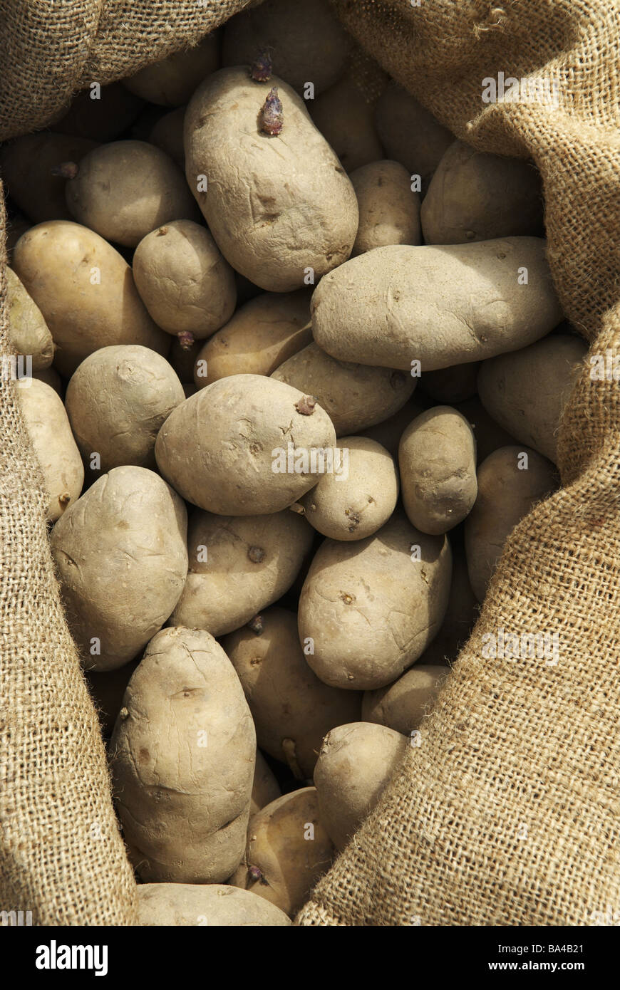 Sac de pommes de terre pommes détail sac brown 04/2006 agraire de l'agriculture s'appuie d'une extension de la semence de pommes de terre marron détail Banque D'Images