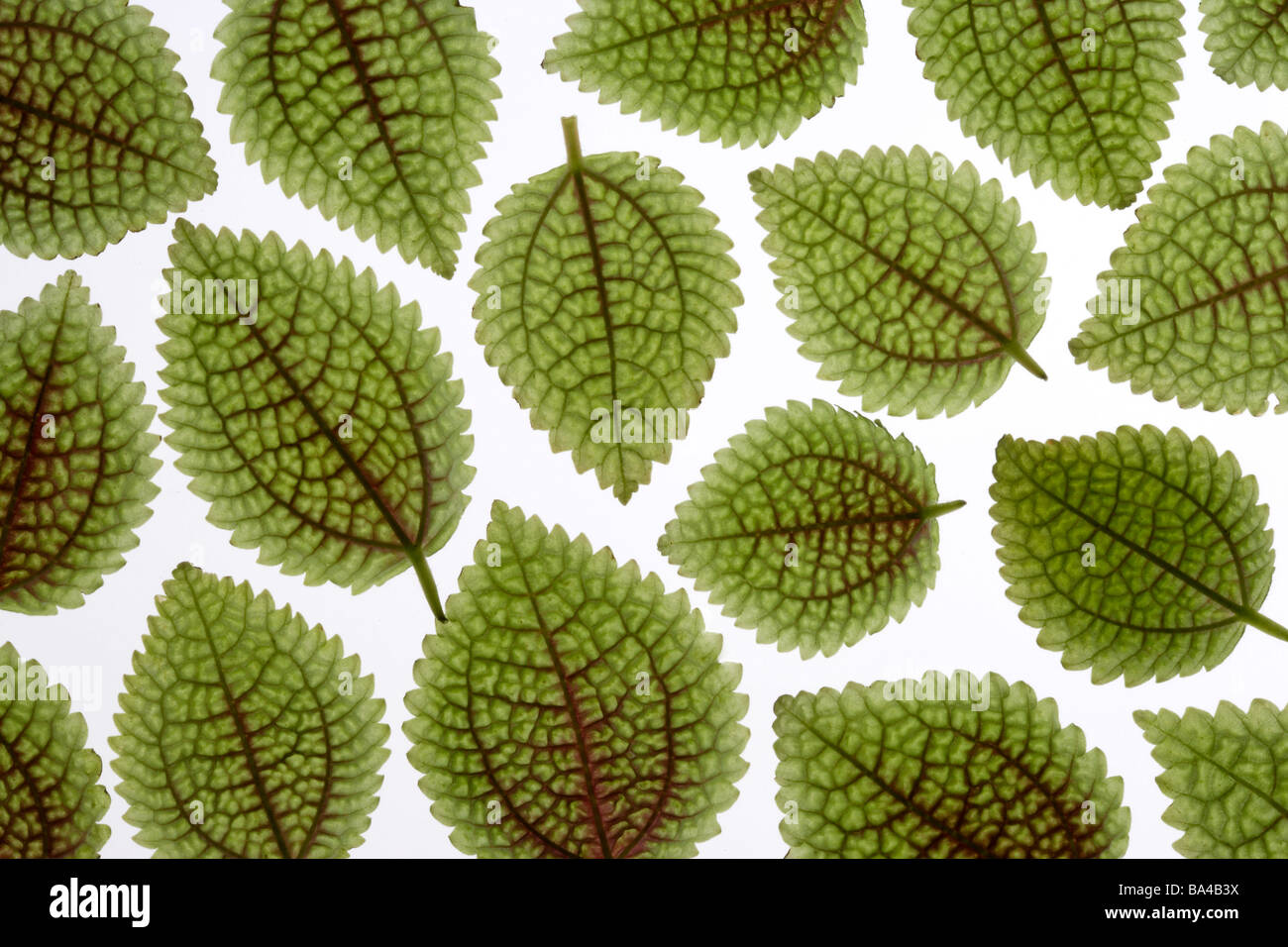 Encore une fois les feuilles vert fond blanc Banque D'Images