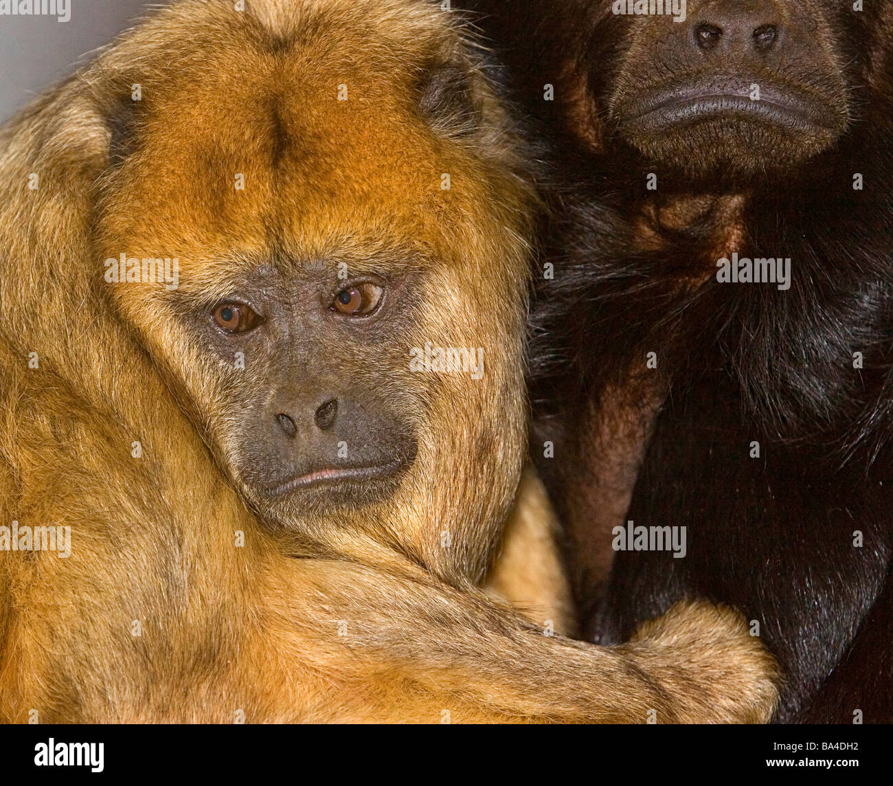 Les singes hurleurs monkey misérable grincheux Banque D'Images