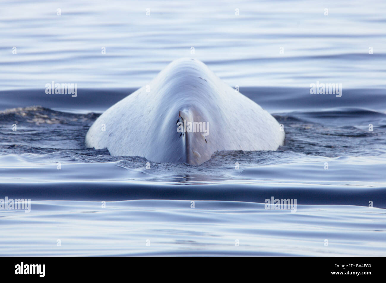 Baleine bleue Banque D'Images