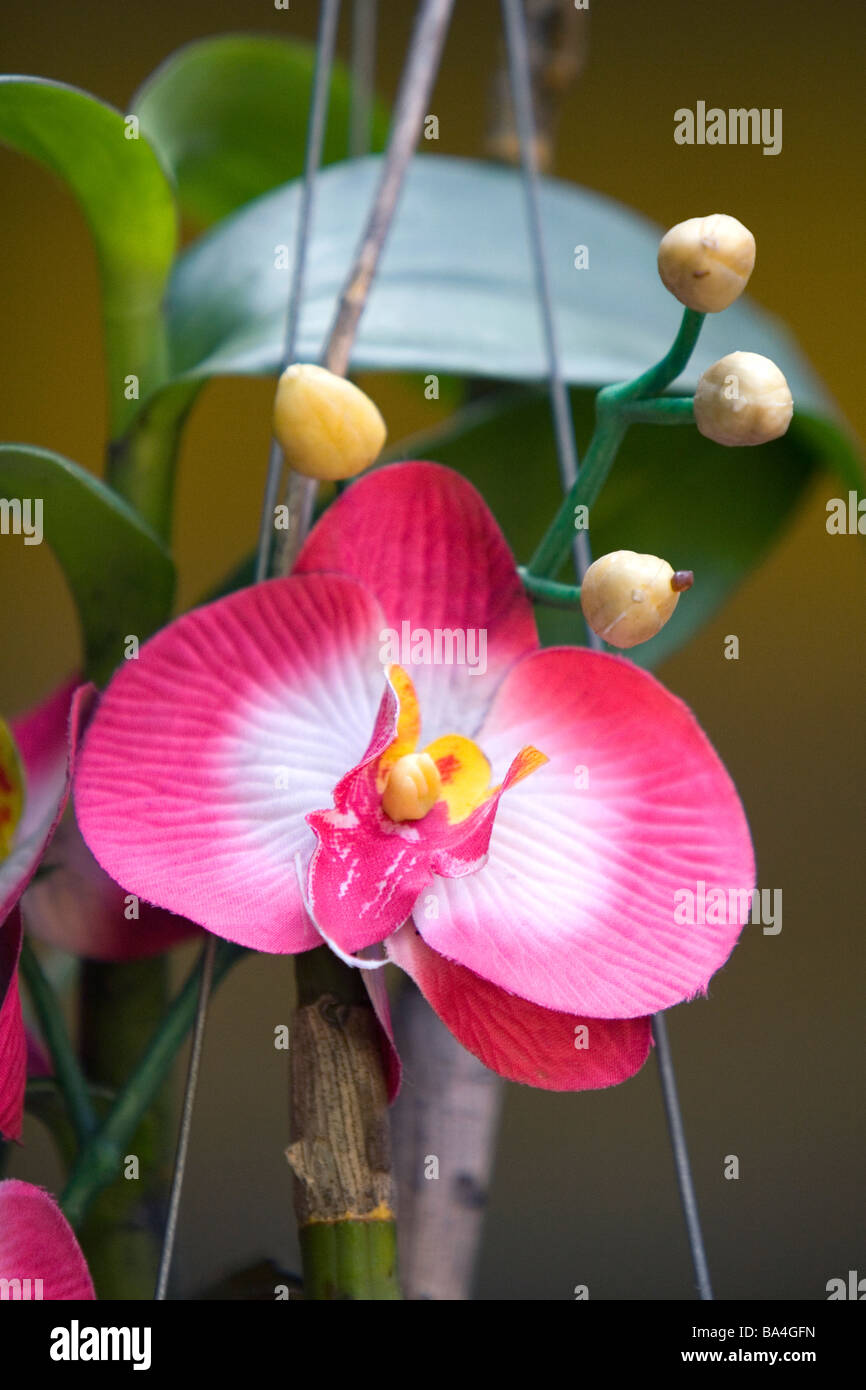 Fleurs orchidée de soie à Hue Vietnam Banque D'Images