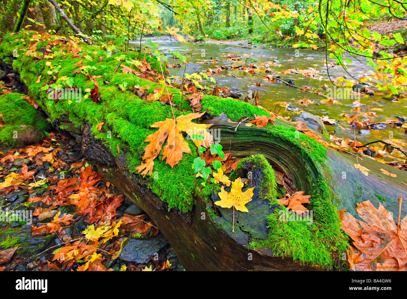 Arbre couvert de mousse verte luxuriante et feuilles d'or au cours de l'automne le long des rives de la rivière Goldstream dans la forêt tropicale. Banque D'Images