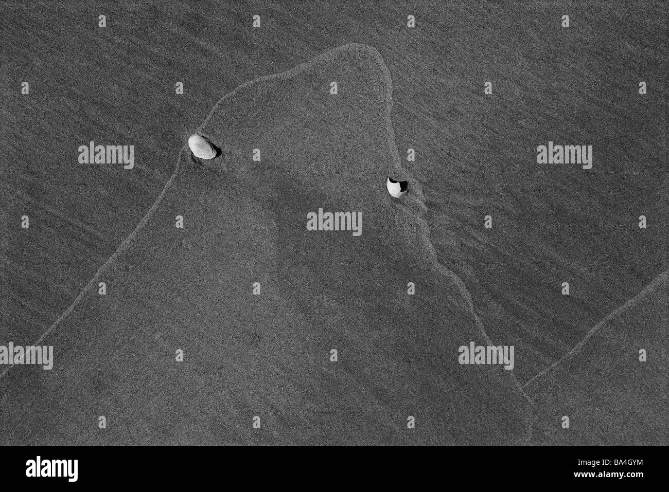 Plage de sable de moules humide s/w coast shores zur Dicken Eiche plage gloomily héroes pelures de moules reste vers le rivage Banque D'Images