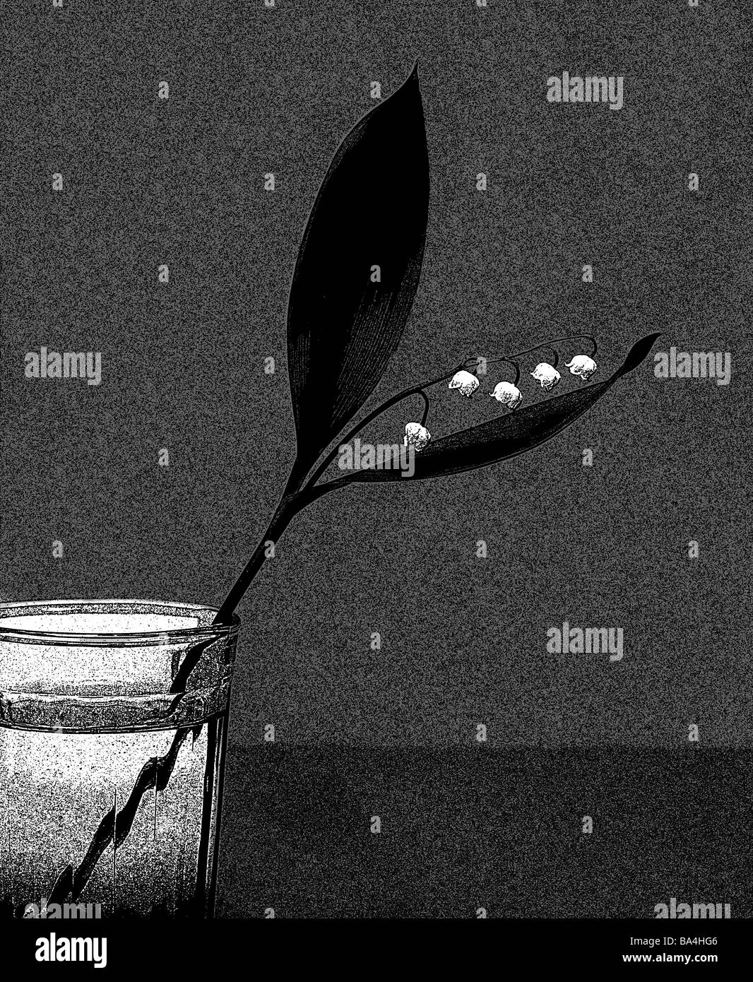 Tumbler lilies s/w [M] de l'eau en verre jeu Plantes Plantes Plantes-ornement-lily-plantes fleurs feuilles cueillies décoration bloom-raisin Banque D'Images