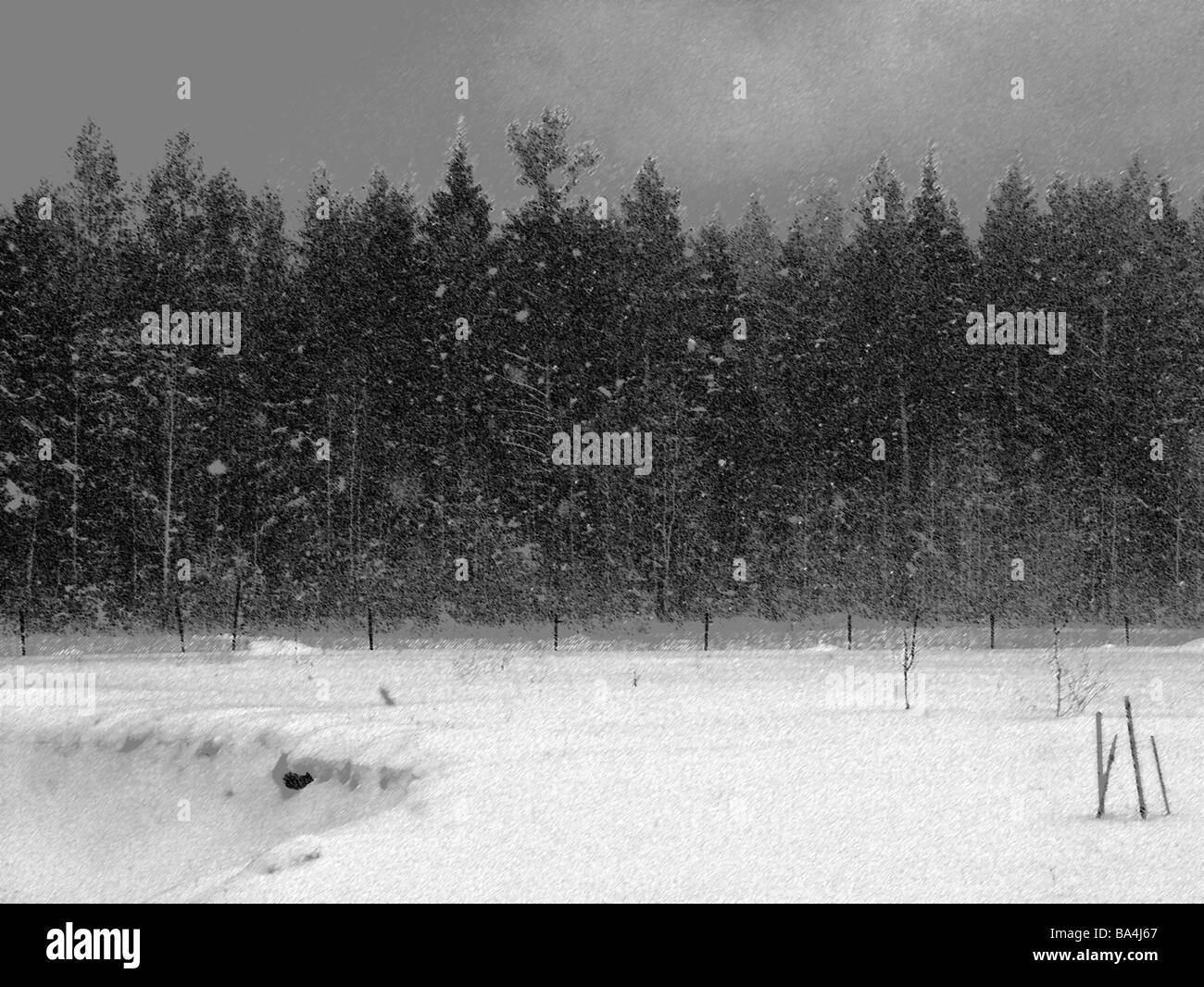 Lituanie-hiver neige paysage forêt s/w [M] hiver paysage forêt forêt-aiguille-bordures de forêts recouvertes de neige snow evening Banque D'Images