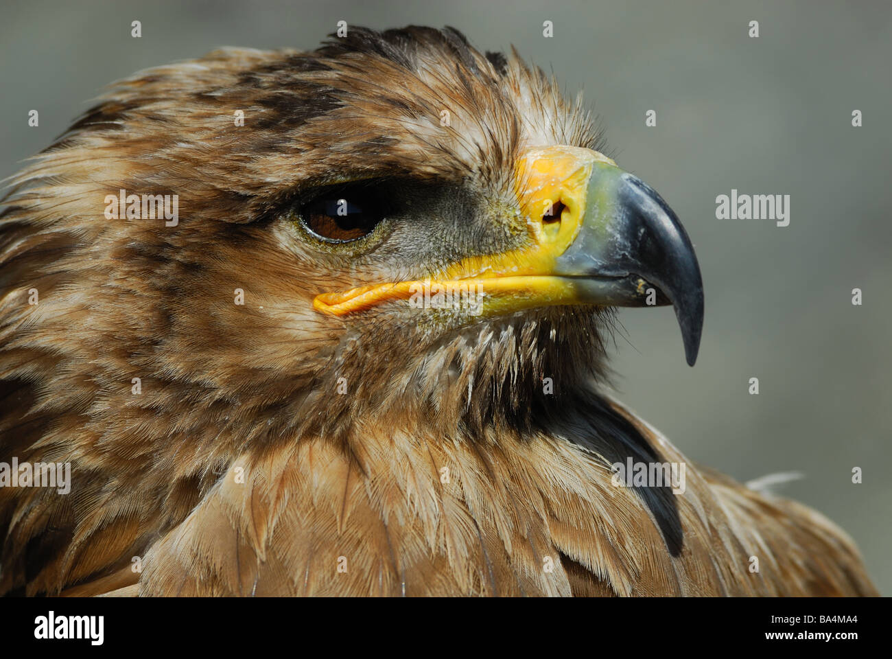 Close up d'un aigle des steppes Aquila nipalensis Banque D'Images