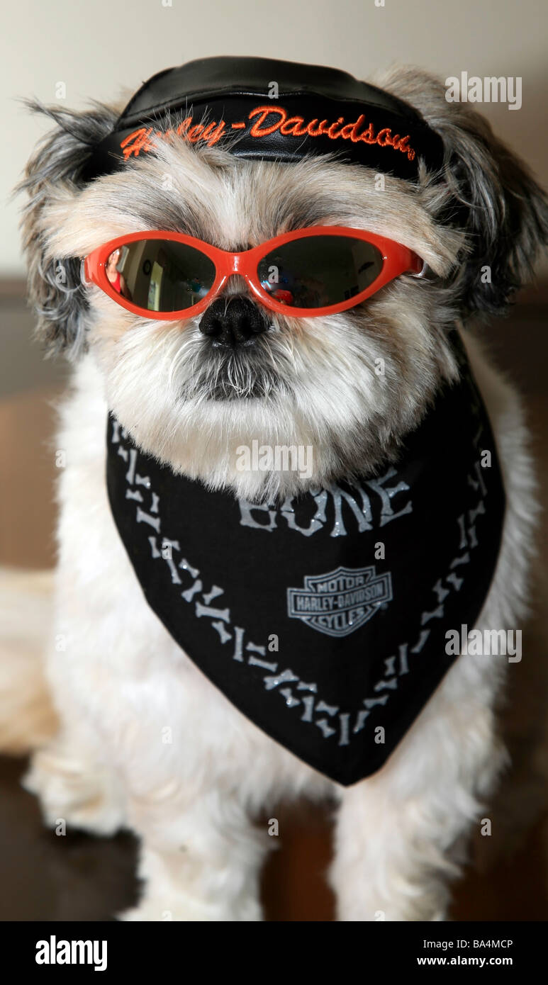 Shih-Tzu chien habillée en tenue Harley-Davidson Photo Stock - Alamy