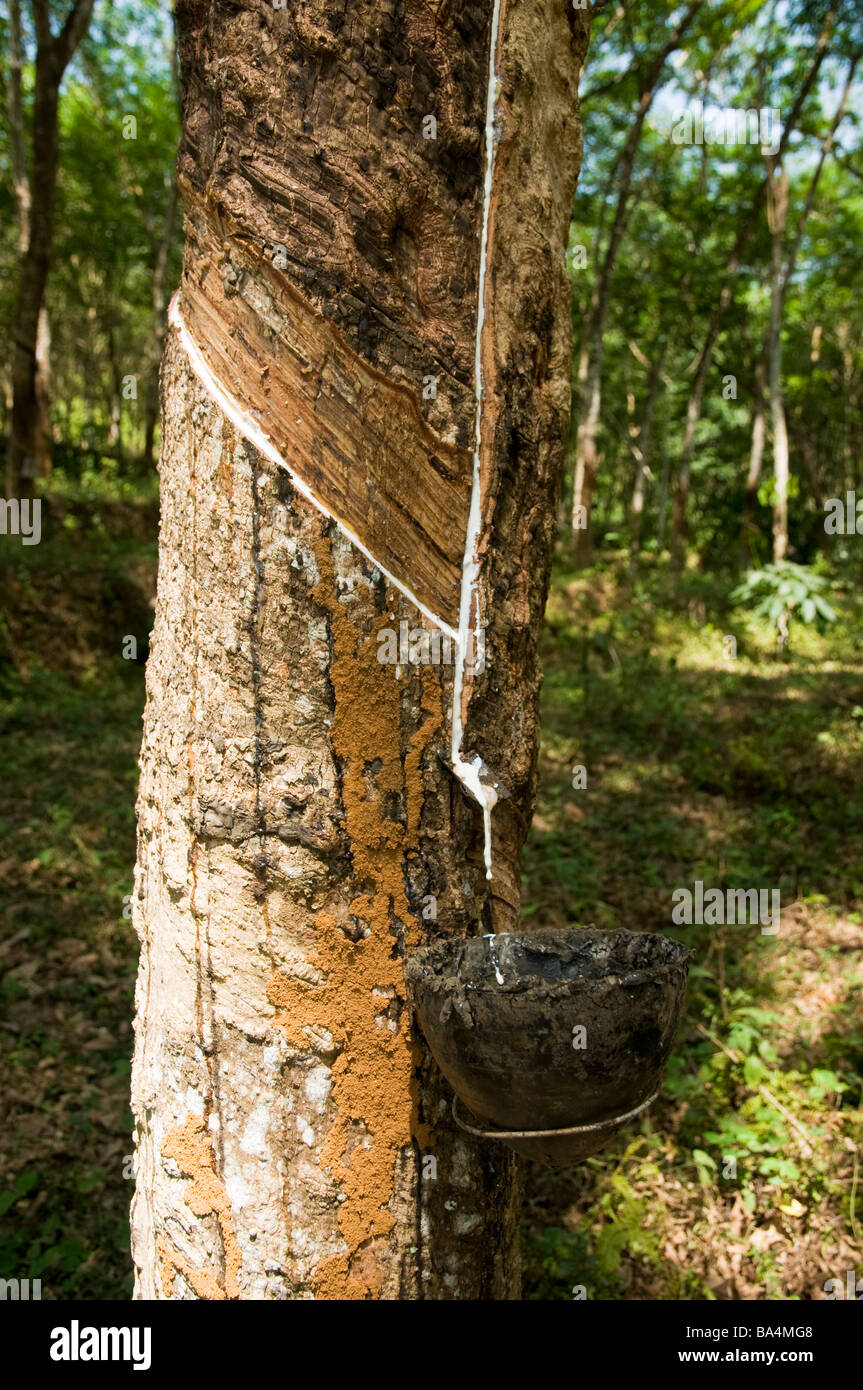 En appuyant sur le caoutchouc de l'arbre à caoutchouc dans une plantation de caoutchouc Kerala montrant l'écorce pelée et la collecte de latex sous-pot au goutte-à-goutte Banque D'Images