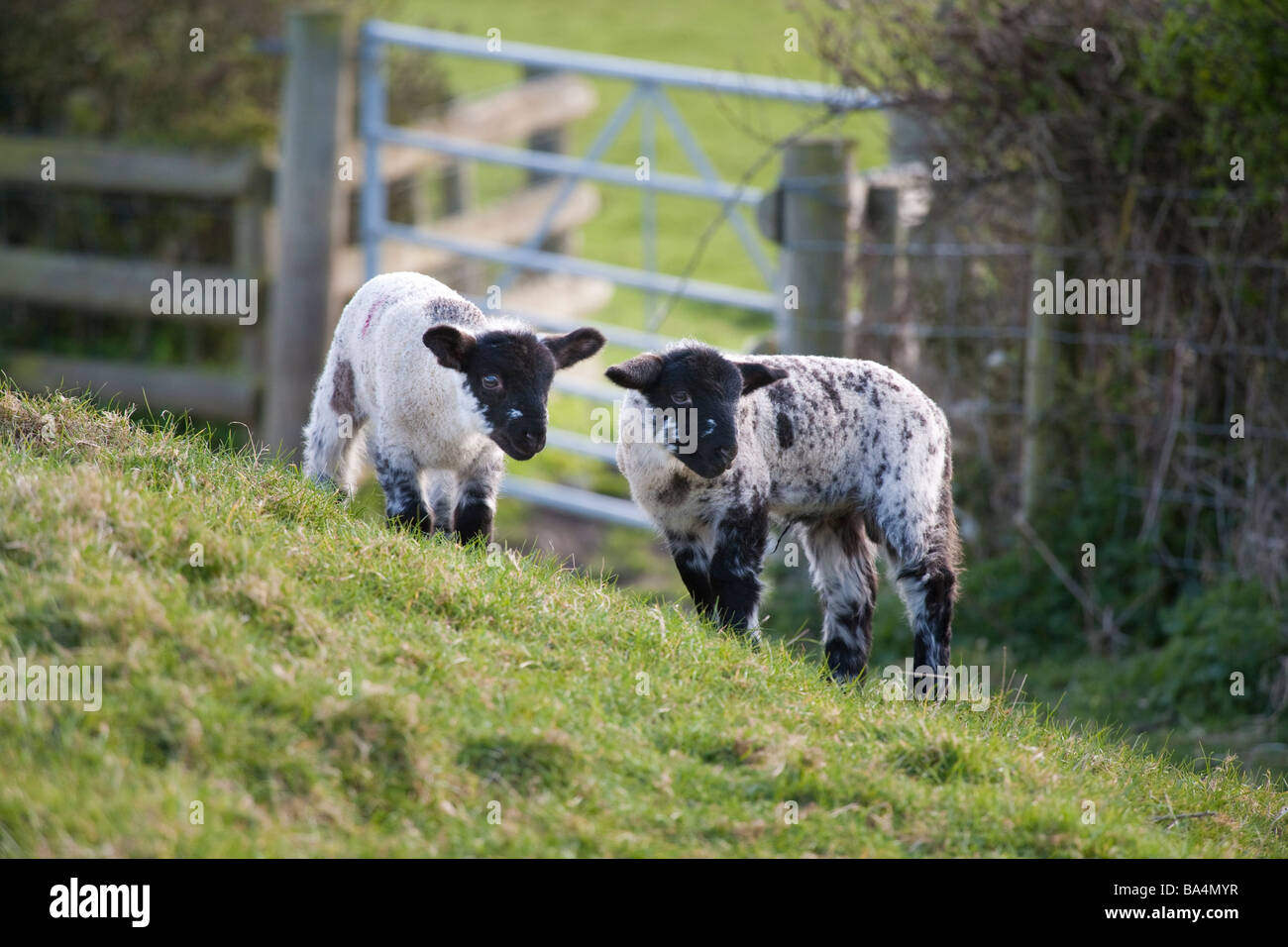 Deux jeunes agneaux ensemble dans un champ en Angleterre Banque D'Images