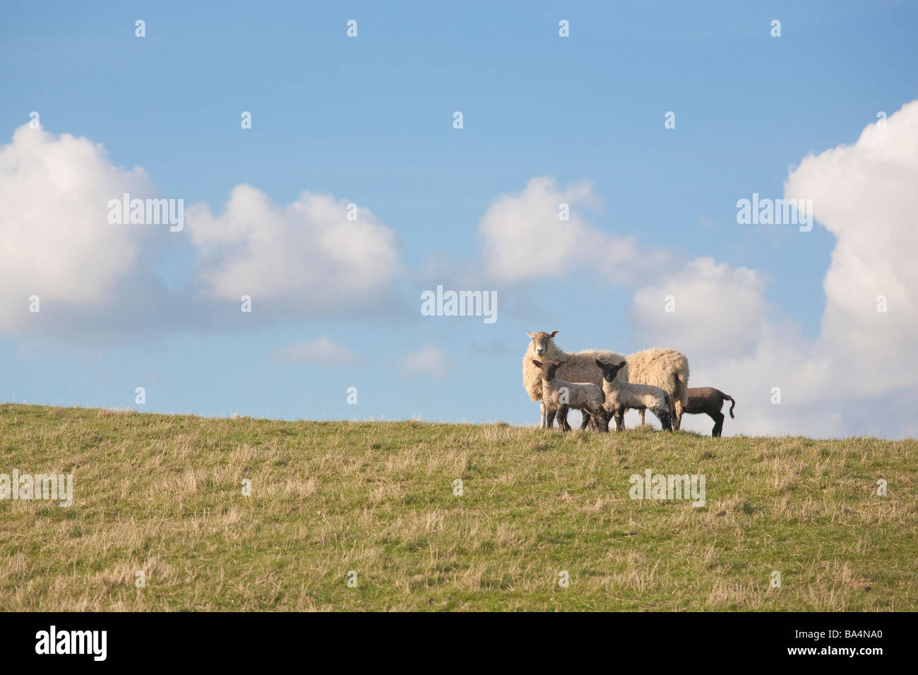 Brebis et agneaux sur la crête d'une colline avec un ciel bleu et les cumulus Banque D'Images