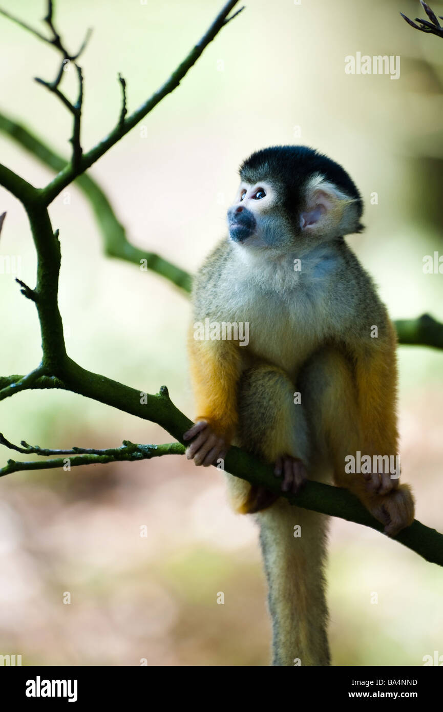Cute singe écureuil Saimiri sous-famille des saimiriinae Banque D'Images