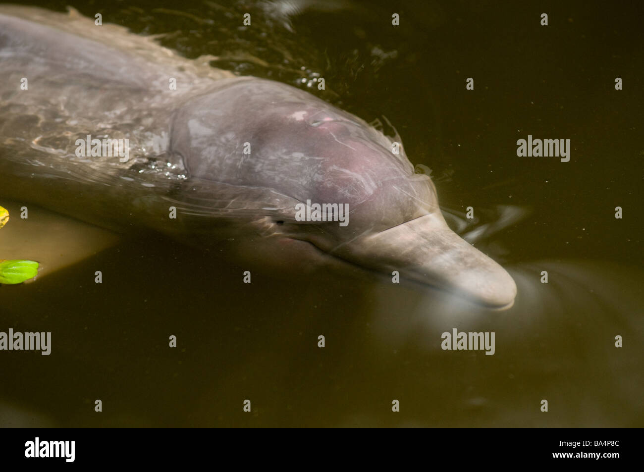 Bebe Dauphin Banque D Image Et Photos Alamy