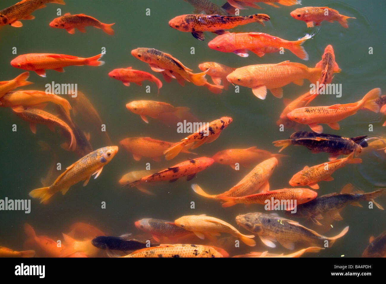 Koi de poissons d'ornement dans un étang à la Citadelle impériale de Hue Vietnam Banque D'Images