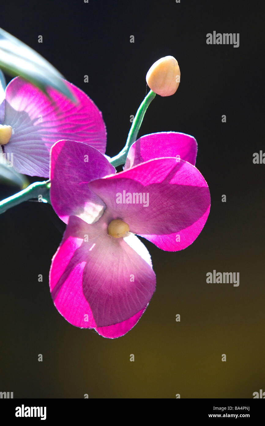 Fleurs orchidée de soie à Hue Vietnam Banque D'Images