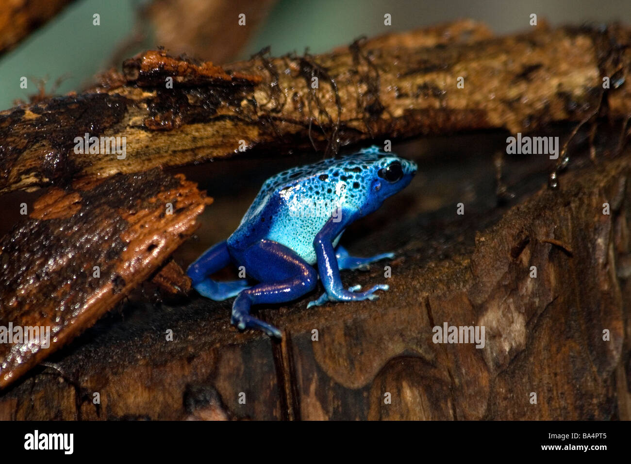 Blue Poison Dart Frog (Dendrobates azureus) au Zoo de Brookfield Banque D'Images