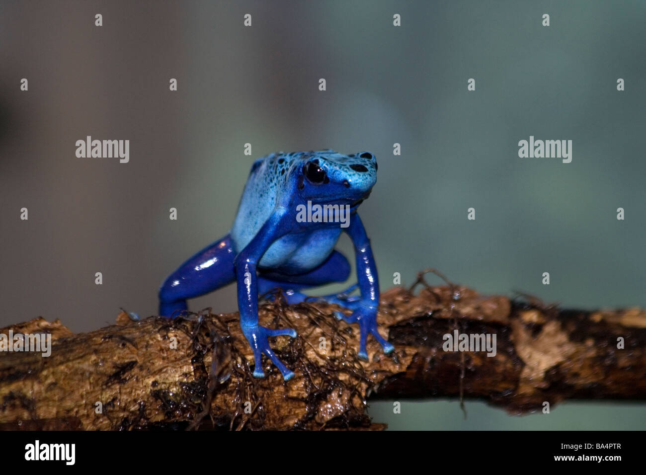 Blue Poison Dart Frog (Dendrobates azureus) au Zoo de Brookfield Banque D'Images