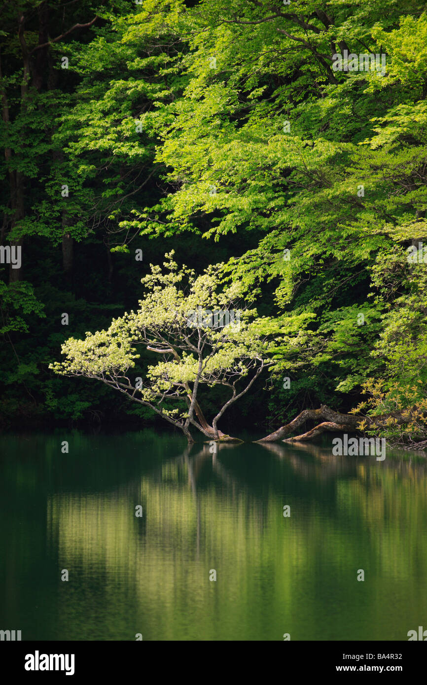 Ochikuchi étang au Japon Banque D'Images