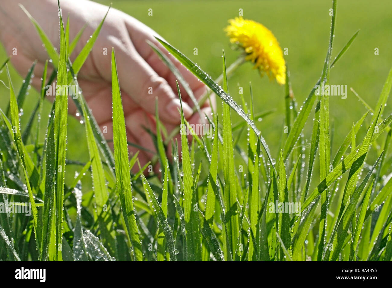 L'herbe et la rosée. Le pissenlit (Taraxacum officinale) Banque D'Images