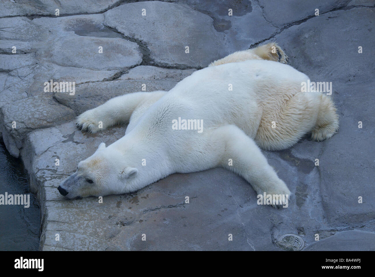 Dans l'ours polaire Zoo Prince Royal Banque D'Images