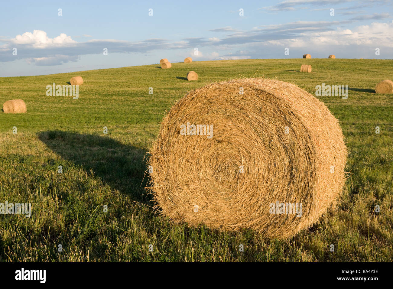 Grande Prairie ronde de bottes de foin dans un champ, Canada Banque D'Images