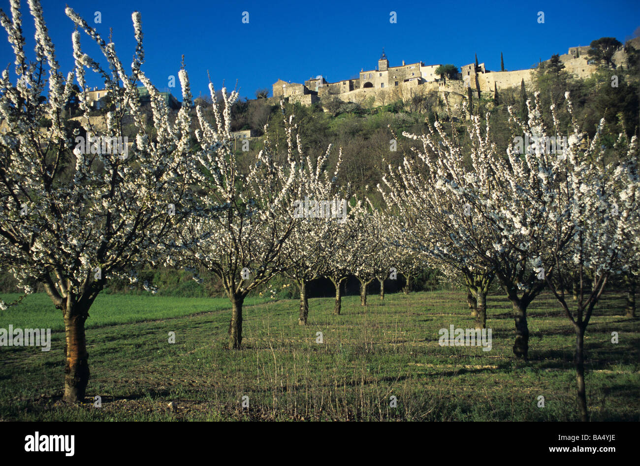 Printemps verger ou Cerisiers en fleurs & Village perché de Ménerbes dans le Luberon, Provence, France Banque D'Images